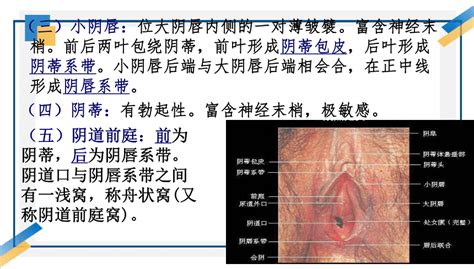 白虎阴唇|阴唇